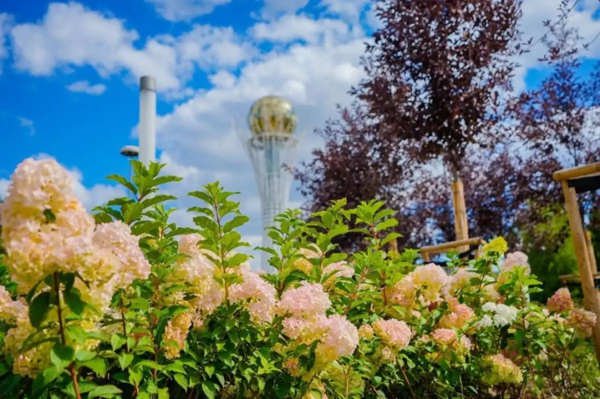 Цветущие гортензии: как преобразились улицы Астаны – ВИДЕО