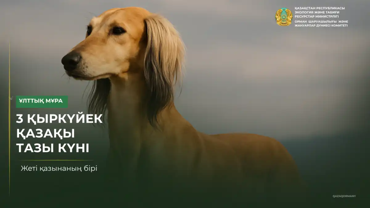 Как Казахстан работал над сохранением и международным признанием казахского тазы