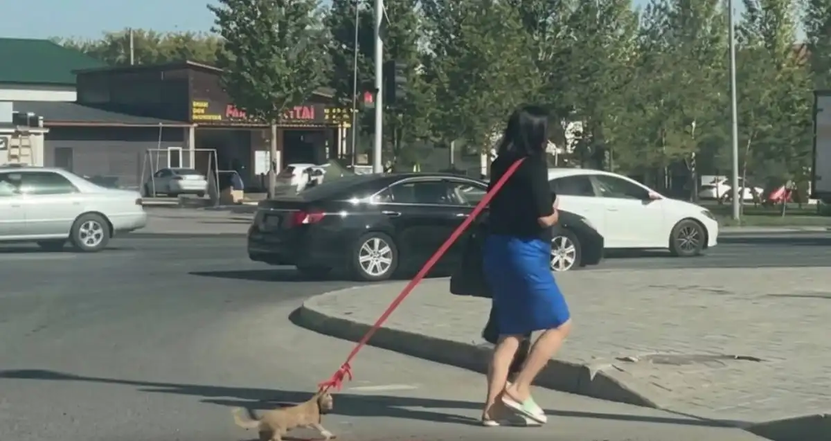 Котенка тянули за веревку по улице: девушку разыскивает полиция Астаны