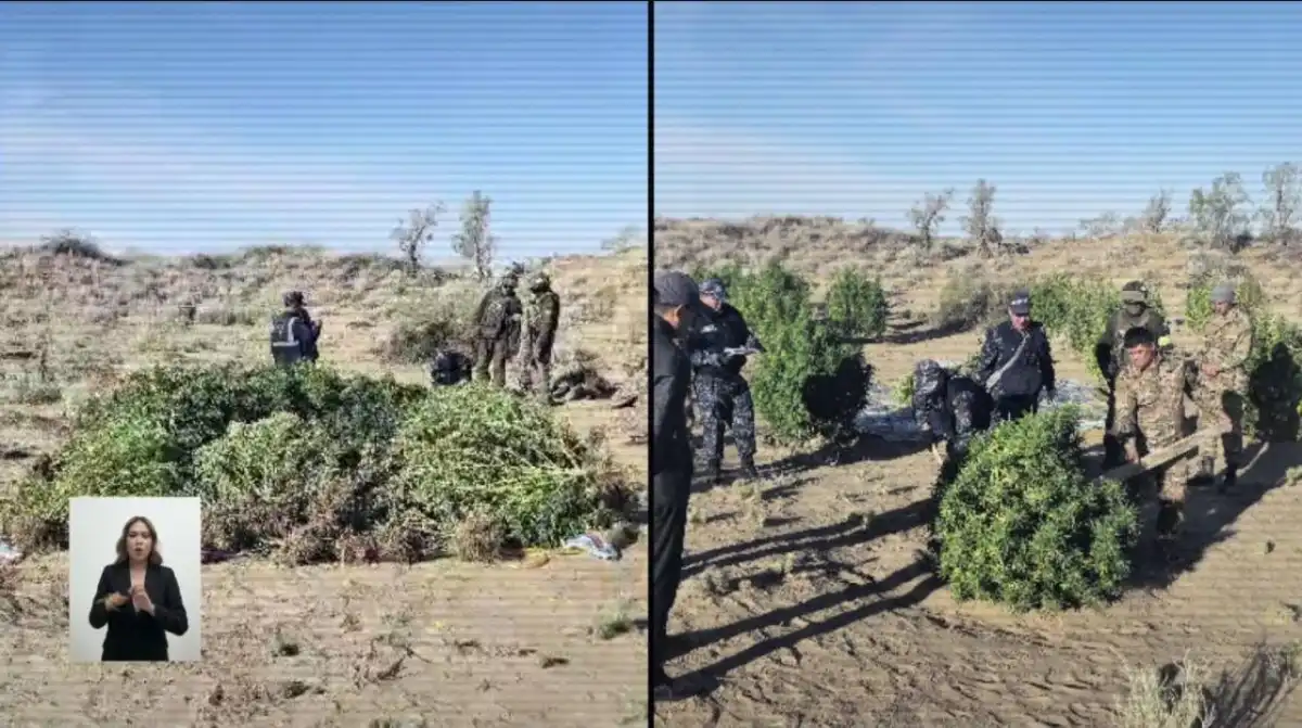 Тайную плантацию и сотни килограммов марихуаны нашли в Жамбылской области