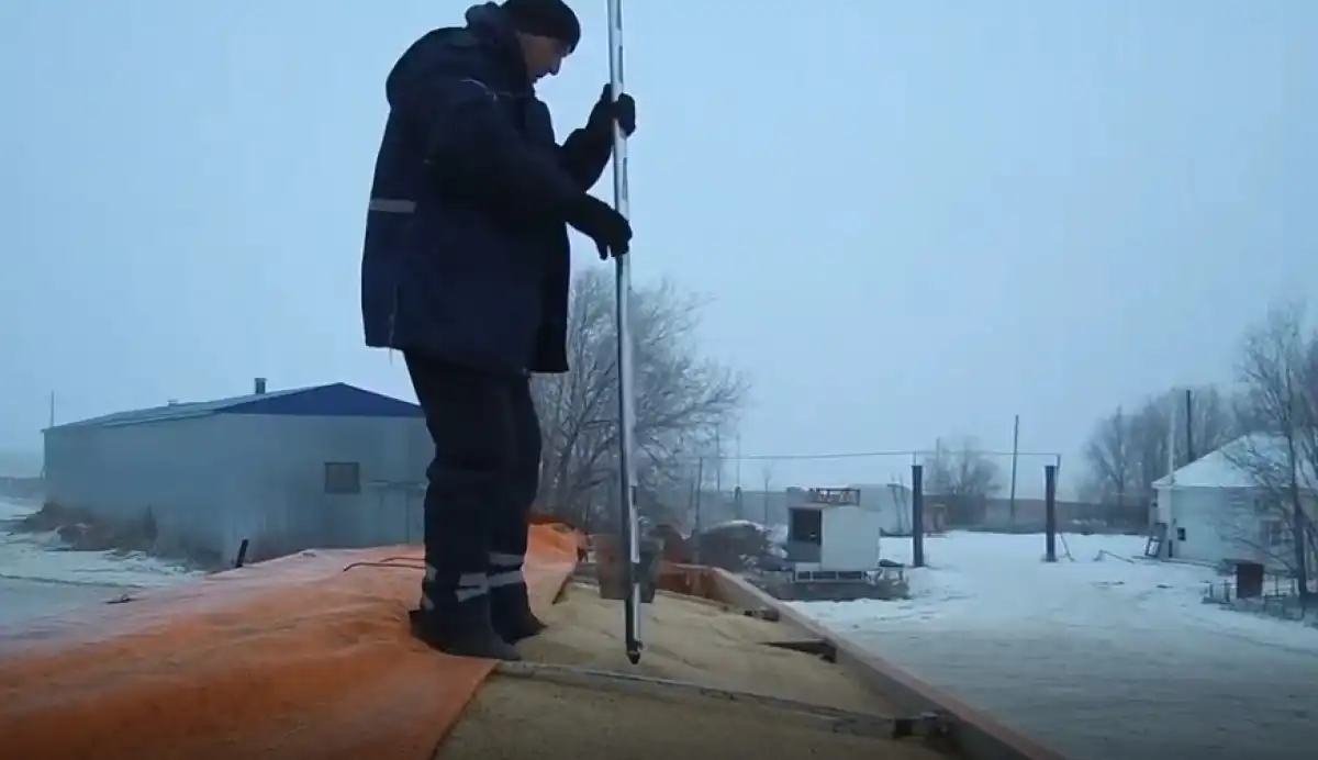 Схему незаконного импорта 130 тыс. тонн зерна на 11,2 млрд тенге пресекли в ЗКО