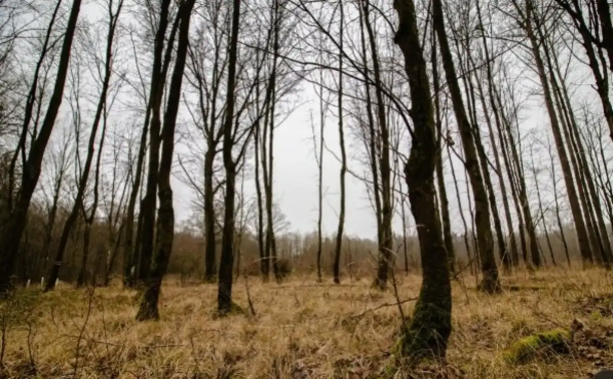 Казахстанский проект по восстановлению лесов вошел в число лучших