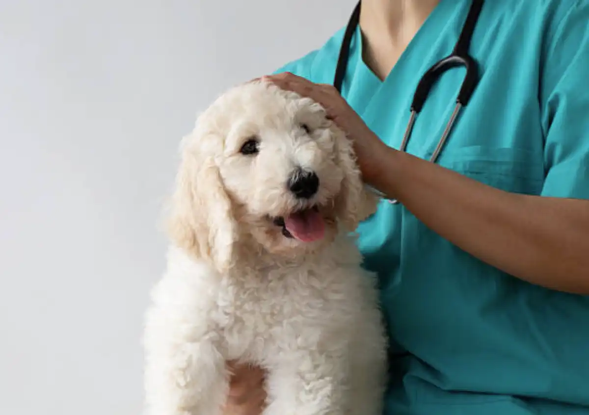 Владельцы собак в Астане могут бесплатно пройти чипирование