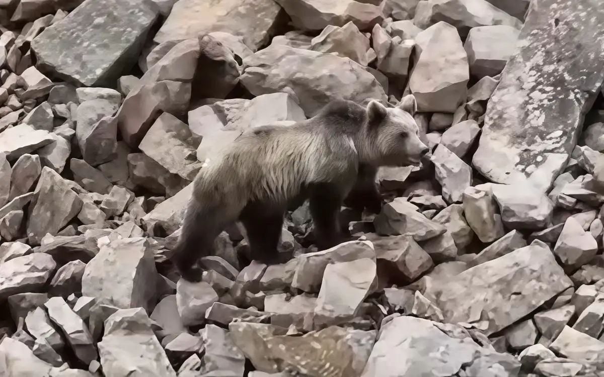Редкого краснокнижного тянь-шаньского медведя запечатлели на Кольсае - ВИДЕО